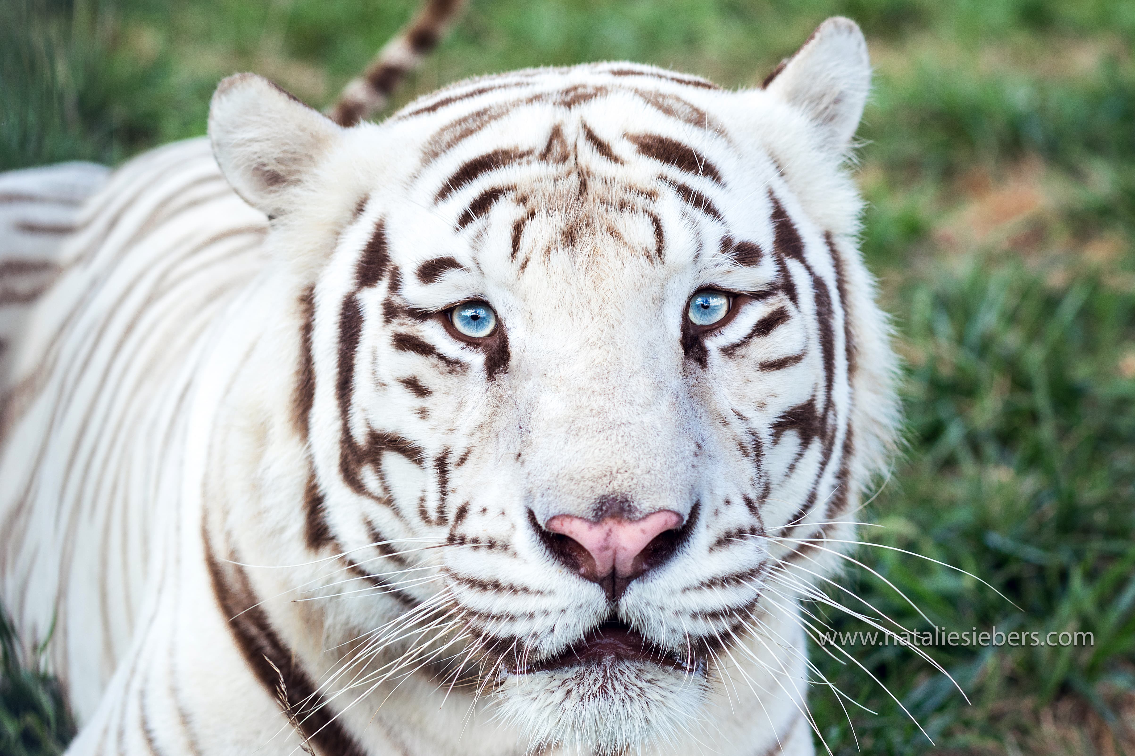 National tiger sanctuary coupons