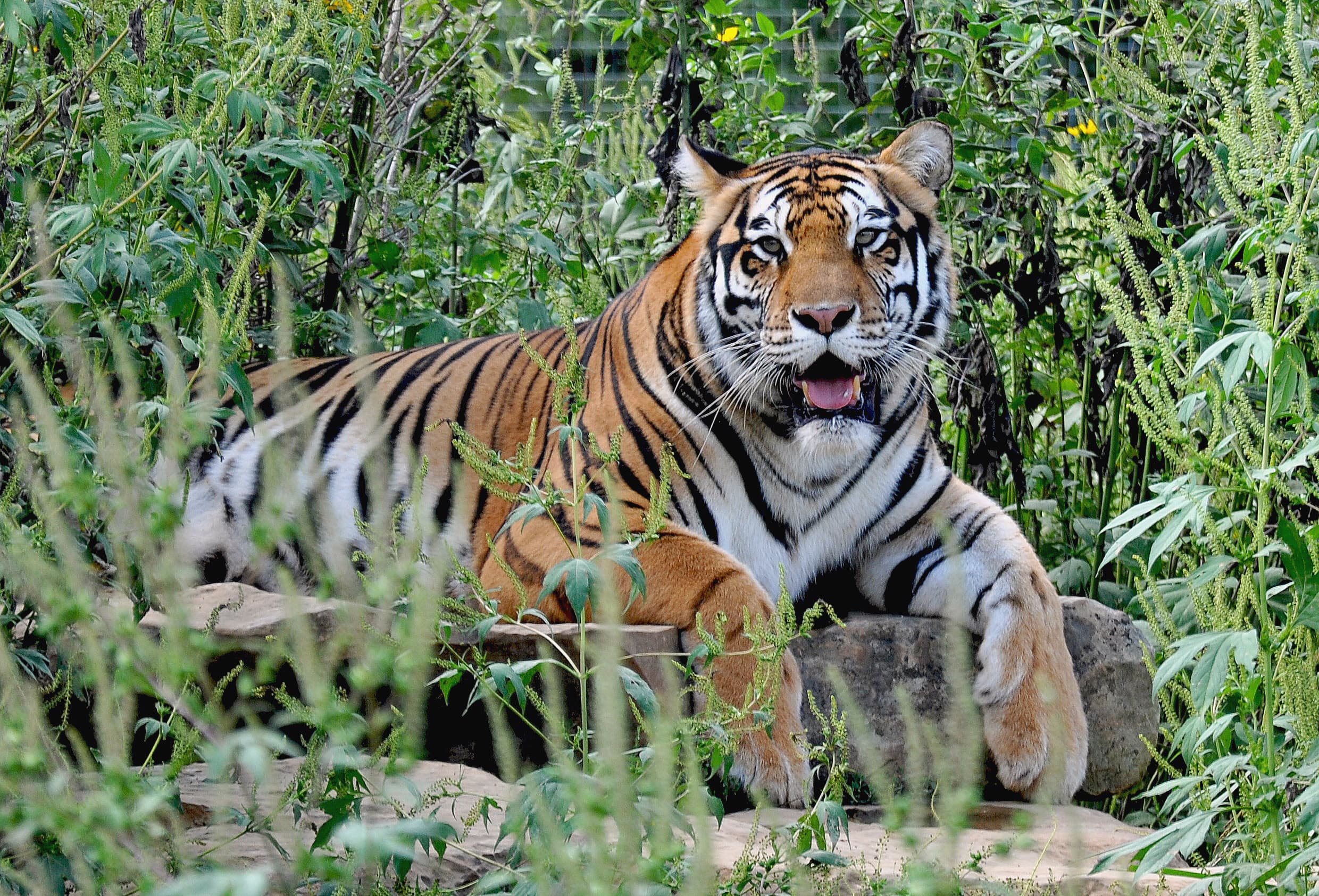 National Tiger Sanctuary Tours – Branson Travel Service